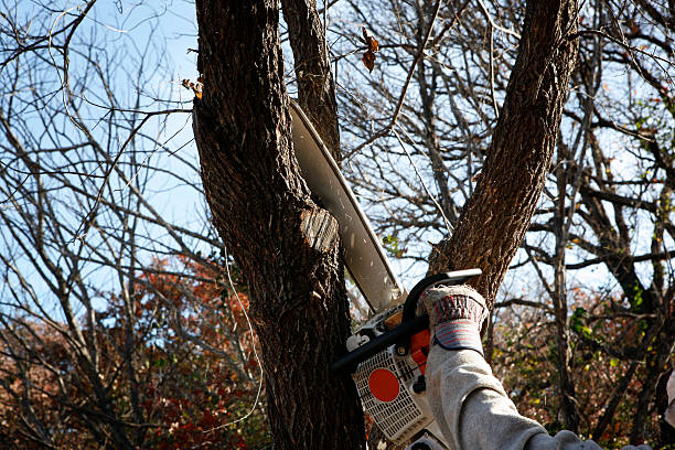 How Our Tree Care Process Works  in  Maple Lake, MN