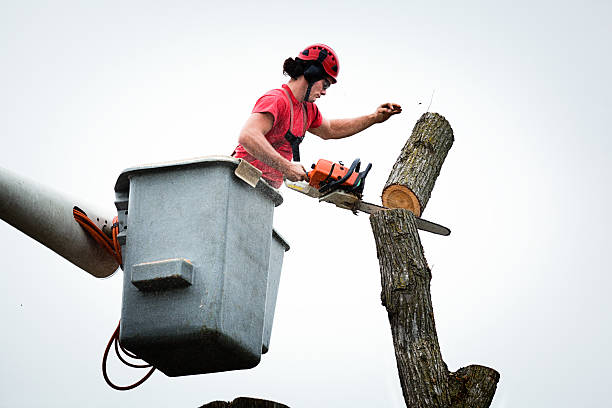 Mulching Services in Maple Lake, MN