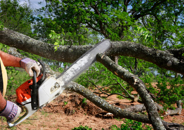 Tree and Shrub Care in Maple Lake, MN